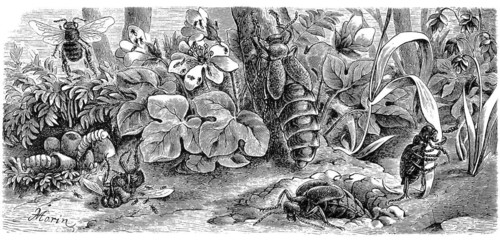 Insects