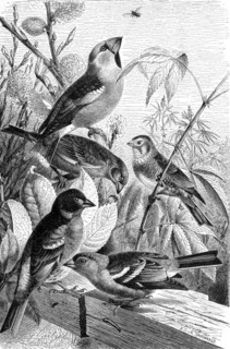 Bird