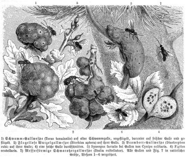 Insects