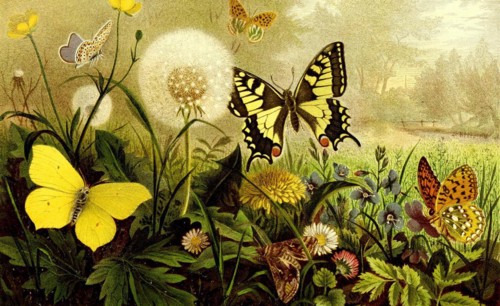 Insects