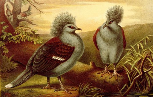 Bird