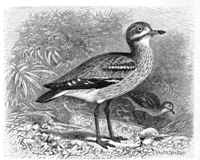 Bird