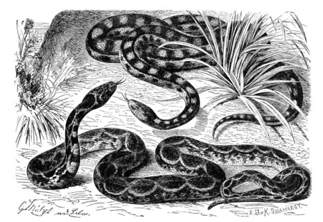 Reptiles
