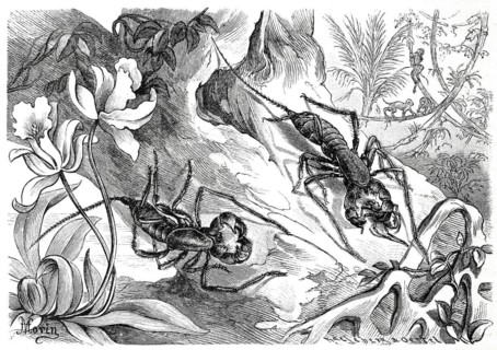 Insects