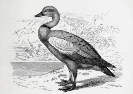 Bird