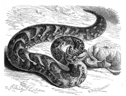 Reptiles
