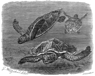 Reptiles