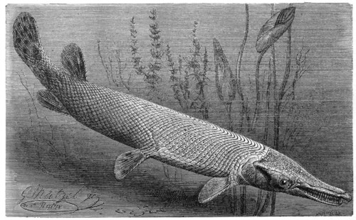 Fish