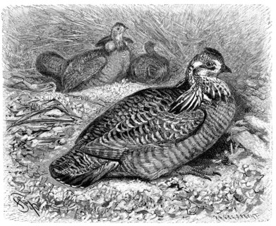 Bird