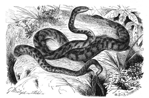 Reptiles
