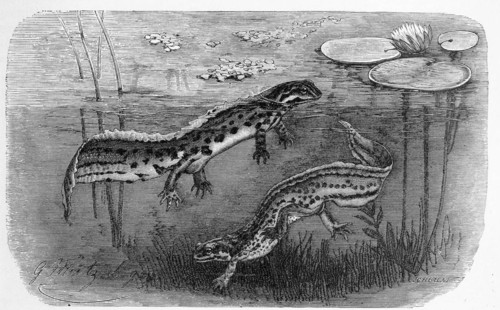 Reptiles