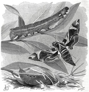 Insects