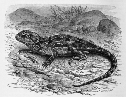 Ground agama