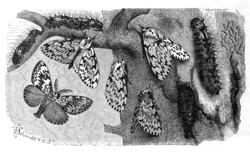 Insects