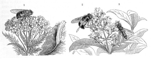 Insects