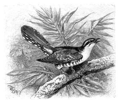 Bird
