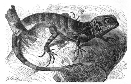 Stilt lizard Uraniscodon umbra