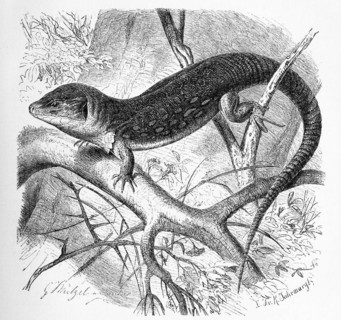 Ocellated lizard