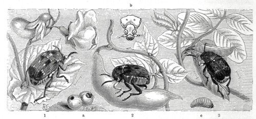 Insects