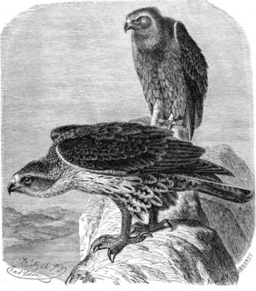 Bird