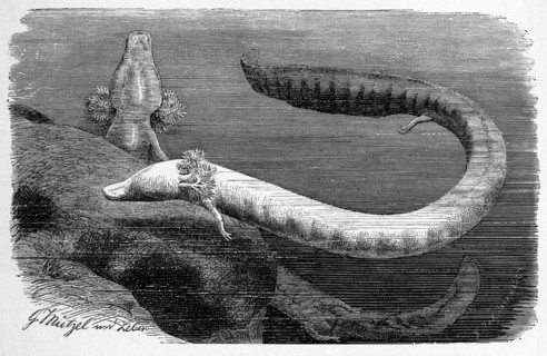 Reptiles