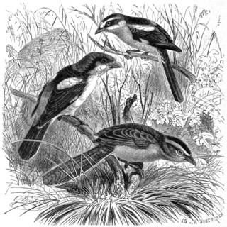 Bird
