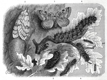 (Insecta) Sponge moth is a butterfly, moth from the subfamily of the gypsy moths (Lymantria