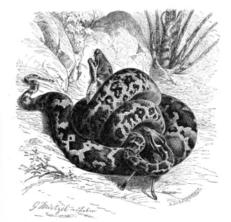 Reptiles