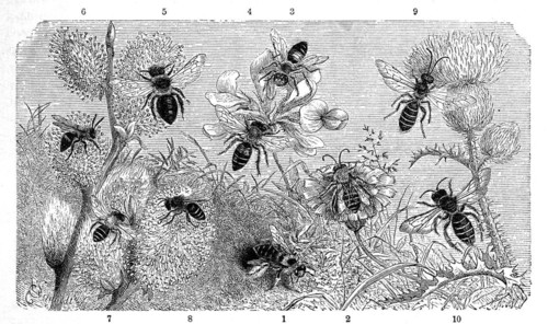 Insects