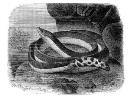 Reptiles