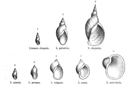 Various forms of the genus Limnaea