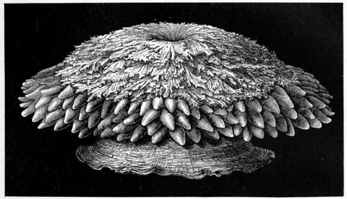 Leafy Actinia