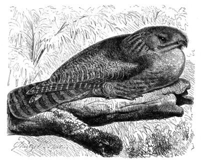 Bird