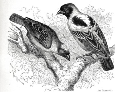 Bird
