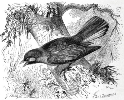 Bird