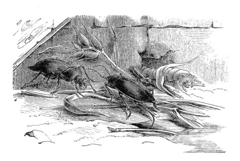 Insects