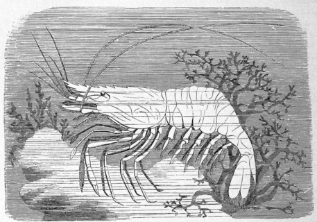 Saw-shrimp