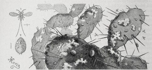 Insects