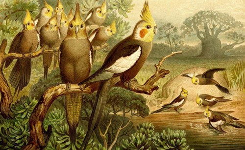 Bird