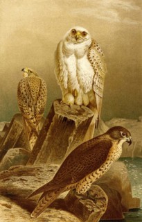 Bird