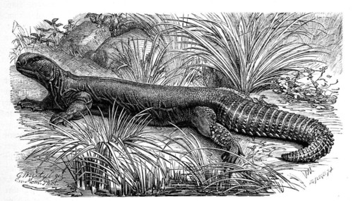 Indian spiny-tailed dragon
