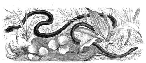 Reptiles