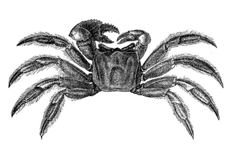 West Atlantic horseshoe crab