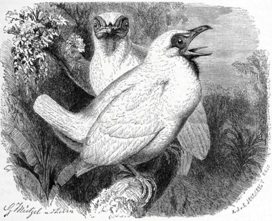 Bird