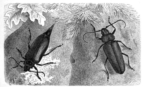 Insects