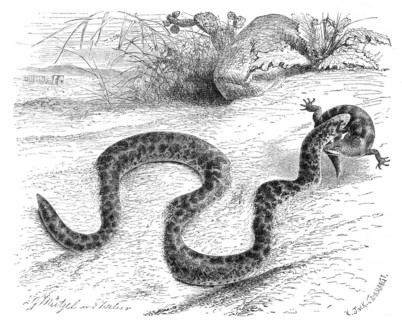 Reptiles