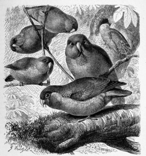 Bird