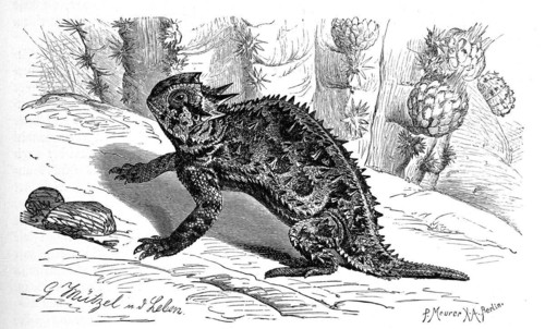 Horned lizard