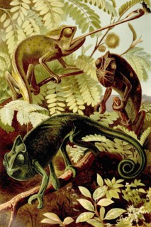 Chameleon