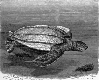 Reptiles